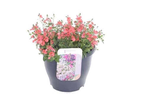 Diascia barberae 'Trinity Sunset'