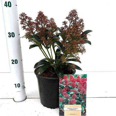 Skimmia japonica 'Rubinetta'