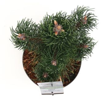 Pinus nigra 'Oregon Green'
