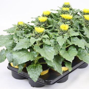 Helianthus annuus 'Sunsation'