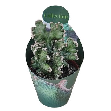 Monvillea spegazzinii cristata