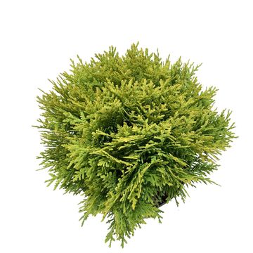 Thuja occidentalis 'Mirjam'