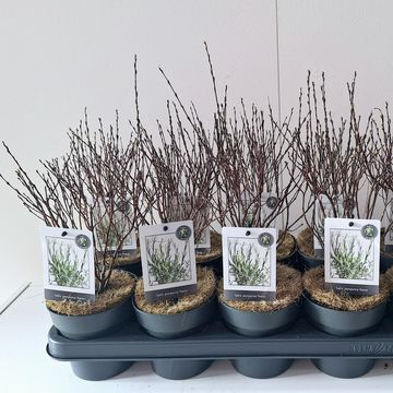 Ива purpurea 'Нана'