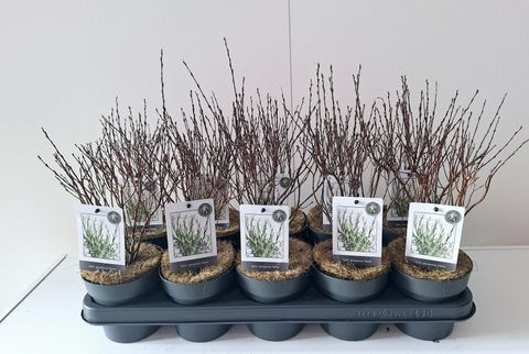 Salix purpurea 'Nana'