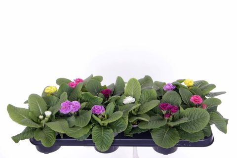 Primula POMPOM MIX
