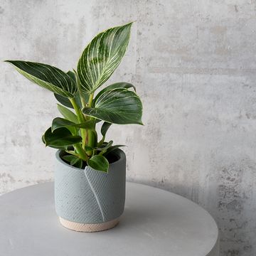 Philodendron BIRKIN / WHITE MEASURE