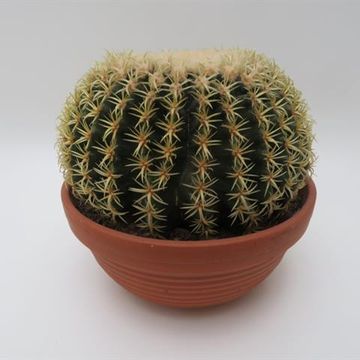 Echinocactus grusonii brevispinus