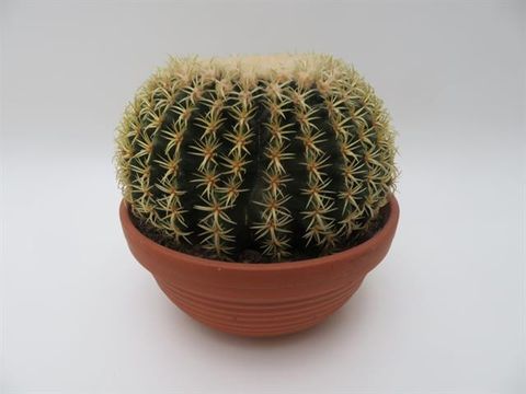 Echinocactus grusonii brevispinus