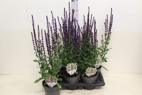 Salvia nemorosa 'Caradonna'