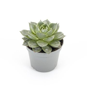 Echeveria gilva