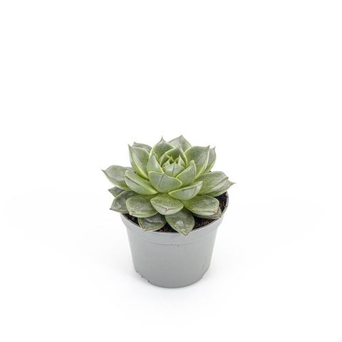 Echeveria gilva