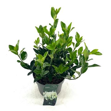 Euonymus japonicus EXTRAVAGANZA