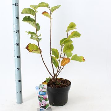 Magnolia x soulangeana 'Satisfaction'