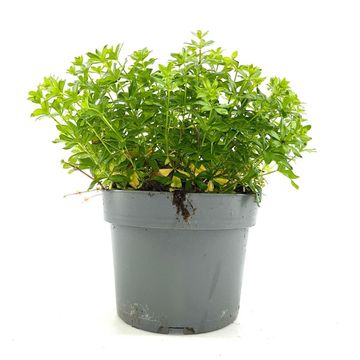Galium odoratum