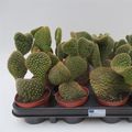 Opuntia microdasys pallida f. cristata