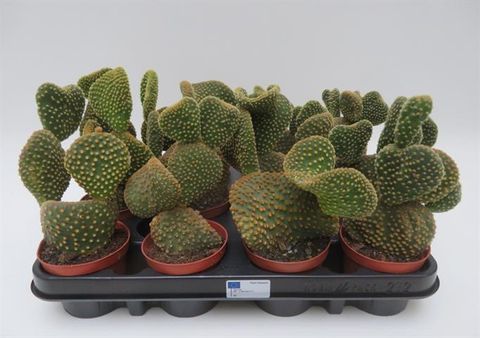 Opuntia microdasys pallida f. cristata