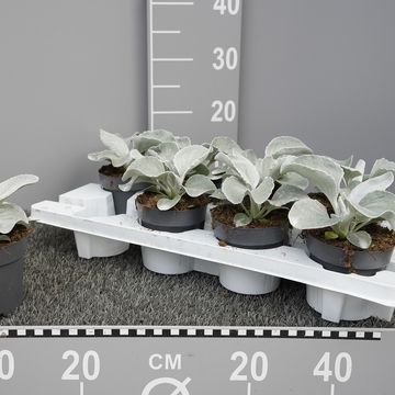 Senecio candicans ANGEL WINGS