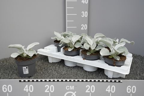 Senecio candicans AILES D'ANGE