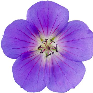 Geranium 'Bloom Me Away'
