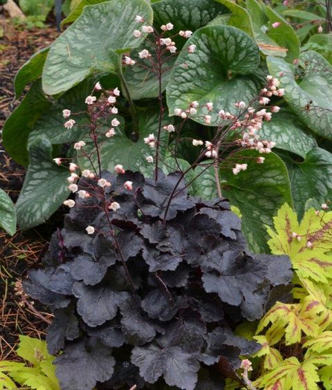 Heuchera LITTLE CUTIES COCO