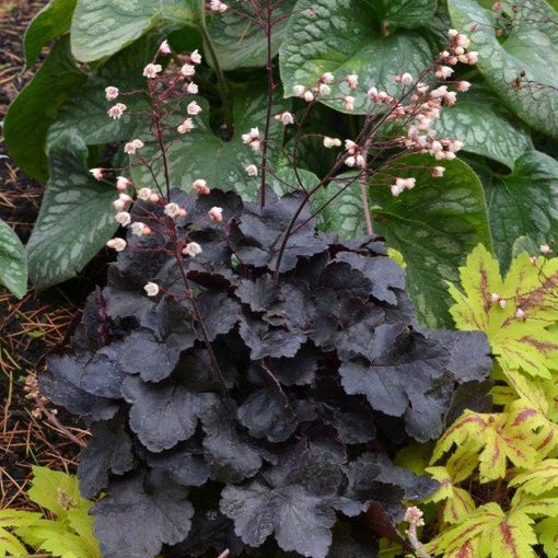 Heuchera LITTLE CUTIES COCO