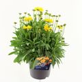 Coreopsis grandiflora 'Illico'