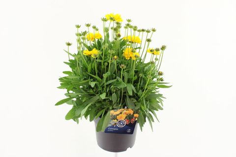 Coreopsis grandiflora 'Illico'