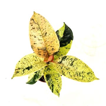 Ficus elastica 'Shivereana Moonshine'