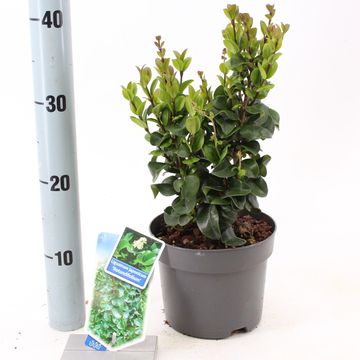 Ligustrum japonicum 'Rotundifolium'