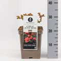 Rosa CORAL LIONS-ROSE