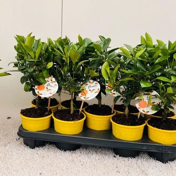 x Citrofortunella microcarpa