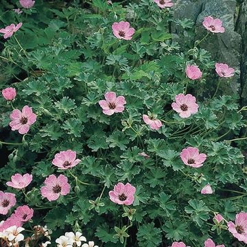 Geranium cinereum 'Ballerina'