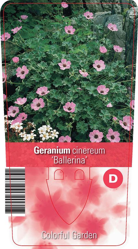 Geranium cinereum 'Ballerina'