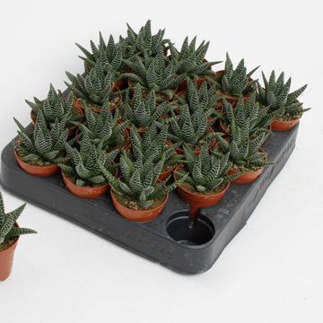 Haworthia margaritifera