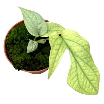 Amydrium medium SILVER