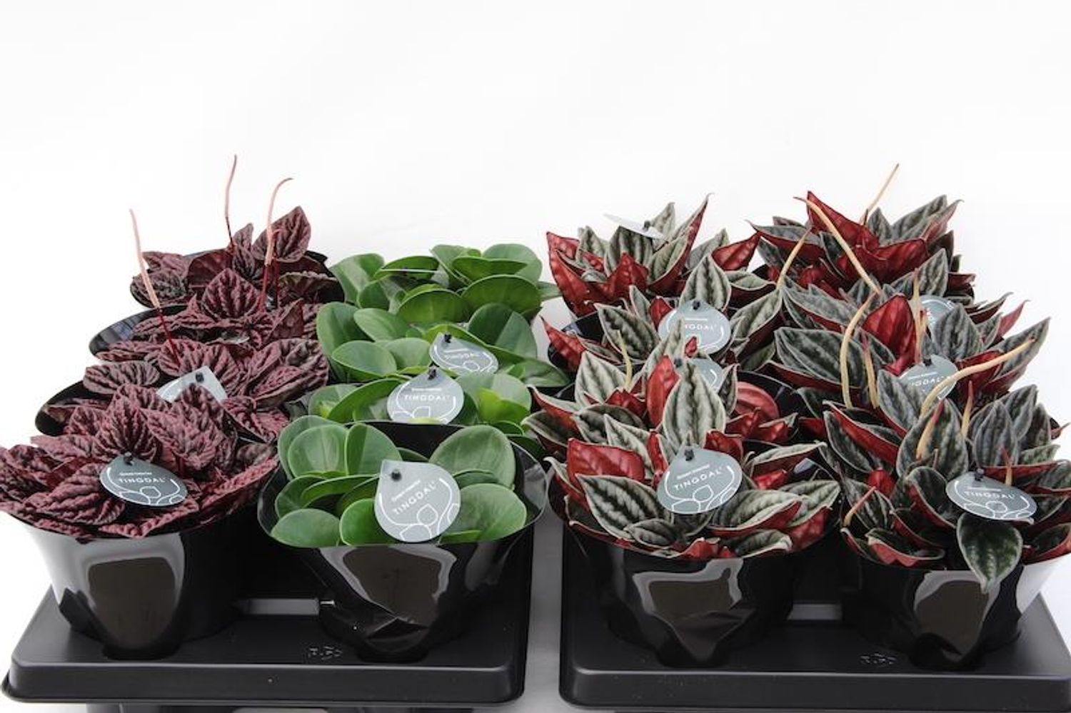 Peperomia Mix — Plant Wholesale Floraccess