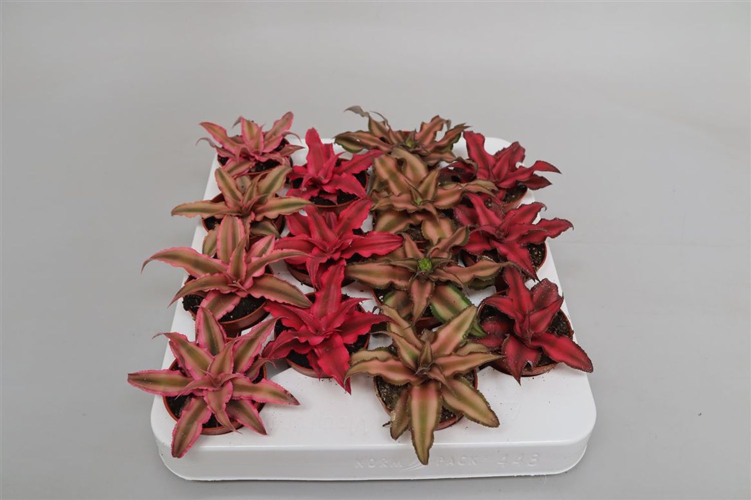 Cryptanthus MIX — Plant Wholesale FlorAccess