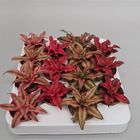 Cryptanthus MIX