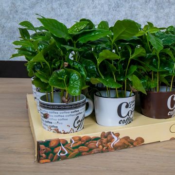 Coffea arabica