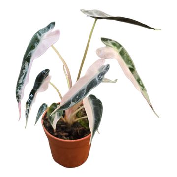 Алоказія 'Bambino Pink Variegata'