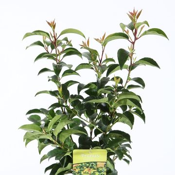 Prunus lusitanica azorica TICO