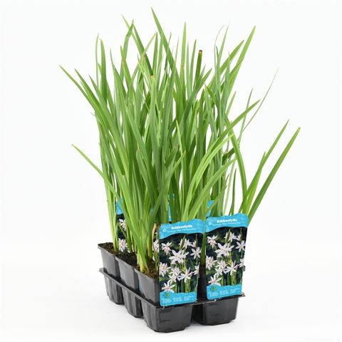 Schizostylis coccinea 'Alba'