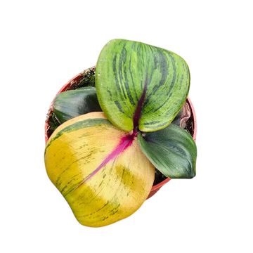 Geogenanthus ciliatus 'Aura Flame'