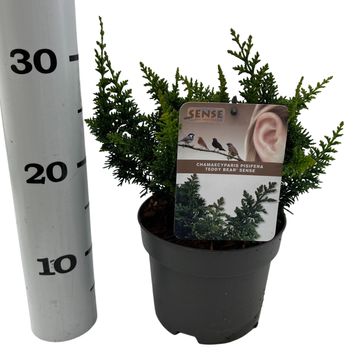 Chamaecyparis obtusa 'Teddy Bear'