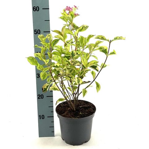 Weigela 'Kosteriana Variegata'