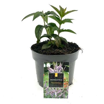 Veronicastrum virginicum 'Fascination'