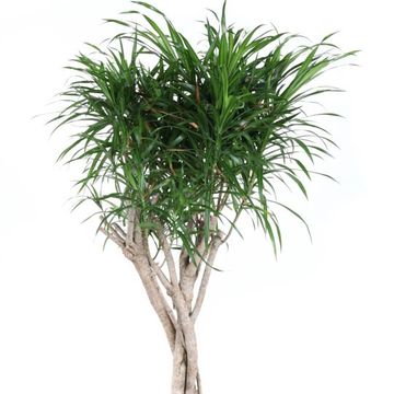 Dracaena reflexa 'Anita'