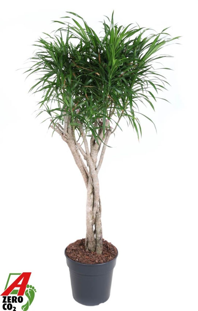 Reflexa Character Tree Dracaena reflexa 'Anita' — Toptan Bitki Satışı FlorAccess