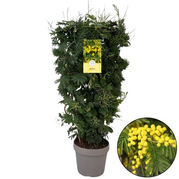 Acacia dealbata 'Les Gaulois'