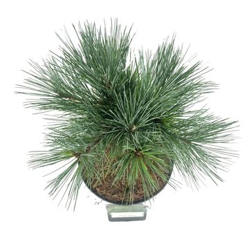 Pinus strobus 'Blue Shag'